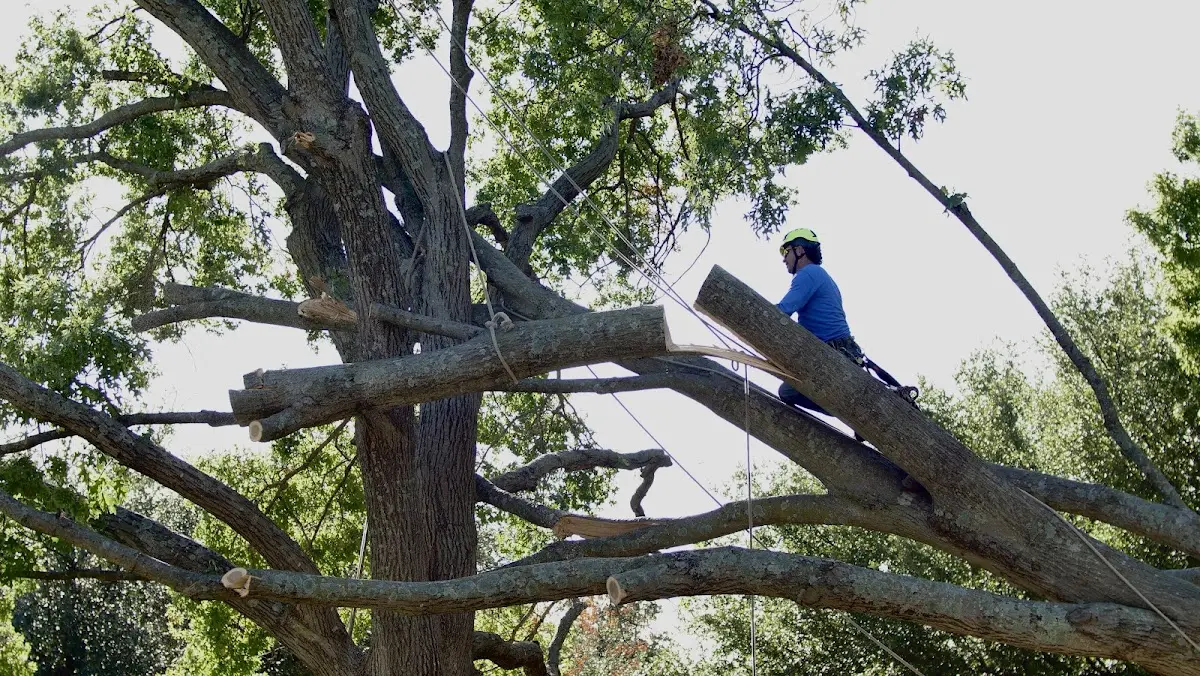 Professional Crown Thinning performed by certified arborists in Candor